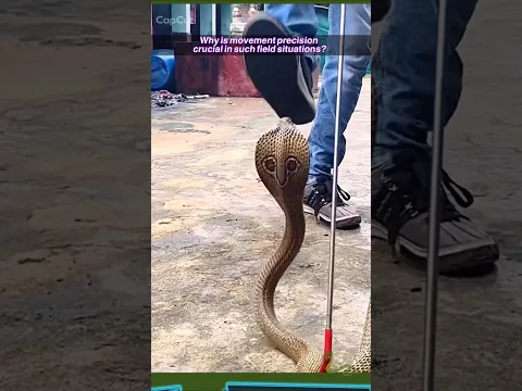 Precise Footage Highlighting Experts' Expertise in Handling Wild Creatures
