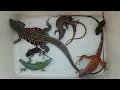 Download Lagu Amazing exploring catching lizards,iguana,beautiful lizard,endangered animals,skink and baby mouse