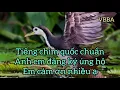 Download Lagu Tiếng chim quốc mồi chuẩn nhất bẫy siêu dính