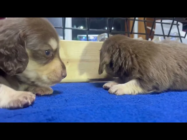 動画