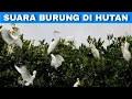 Download Lagu Efek Suara Hutan Penuh Dengan Burung | Forest Sound Effects Full of Birds