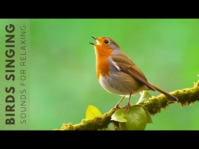 Download MP3 Birds Singing In Forest - Forest Birds Singing, Birdsong Sound For Relaxation and Inner Calm
