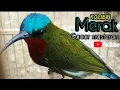 Download Lagu kolibri merak gacor buat masteran dan pancingan