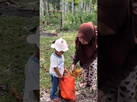 Mencari buah kecapi di ladang