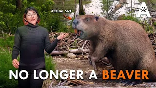 This "Beaver" Broke Every Rule of Being a Beaver