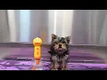 Download Lagu I groomed a puppy so small I nearly blew her off the table 💨