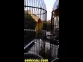 Download Lagu video lovebird lutino ngekek panjang 1 menit juara nasional