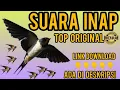 Download Lagu Suara walet | suara inap TOP | suara original | suara inap walet Top 2021