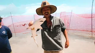 We Found a Baby Lemon Shark! Ep. 170