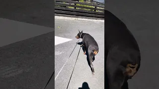 Good morning.. #fyp #dream #doberman #pets #youtube