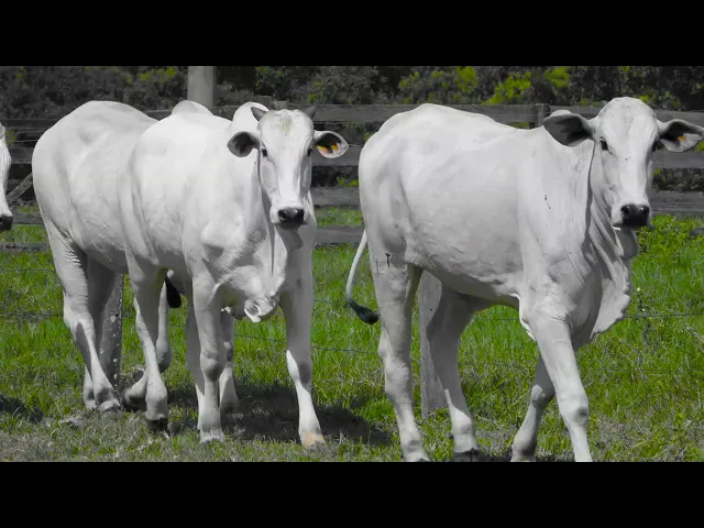 5 Matrizes Nelore P.O.