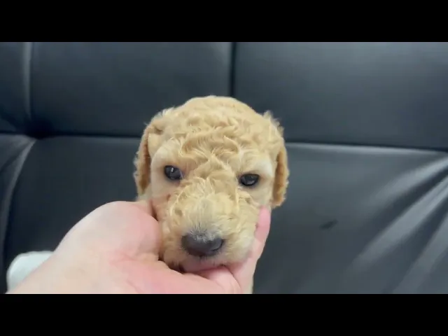 動画