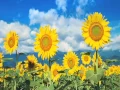 Download Lagu Glen Campbell - Sunflower (album 1977: Southern Nights) - video compilation by bowiart