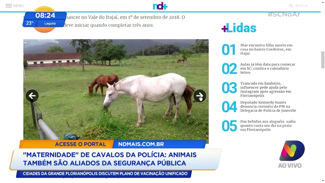 Inusitado: polícia tem uma “maternidade para cavalos”, no Vale do Itajaí