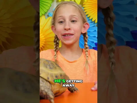 Tortoise Gender Debate: Is He or She? Watch This! #shorts