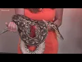 9NEWS anchor Corey Rose meets Big Momma the snake