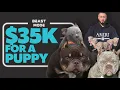35000 For A Dog Why Are Micro Bullies So Expensive