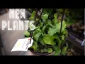 PLANT SHOPPING AT LOWES PLANT HAUL