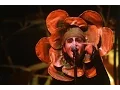 Download Lagu Genesis - Supper's Ready live HQ (Genesis Archive)
