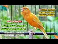 Download Lagu Kenari GACOR NGEREK‼️ Masteran Kenari PAUD dan Pancingan Kenari MACET BUNYI dan Betina NGIWIR - 62