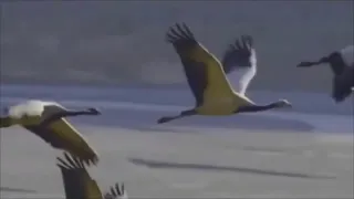 Як хотілось з вами журавлями полетіти вдаль де без війни Maestro BARSIK ЖУРАВЛИ 