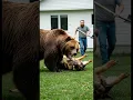 Download Lagu Owner Risks It All to Protect His Dog from Bear