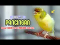 Download Lagu Suara PANCINGAN KENARI Gacor Panjang - Masteran Burung KENARI PAUD Belajar Bunyi