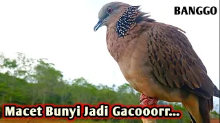 female turtledoves call males suitable for fishing