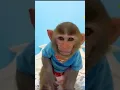Download Lagu Monkey Baby Bon Bon goes shark fishing and eats watermelon and ducklings in the garden