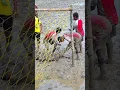 Download Lagu পা ভেঙে গিয়েছে 🥹🥹🥹#vlog #magic #training #comedy 👍