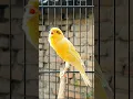 Download Lagu bird sounds #canary #bird #vogel #animal #kanarie #kanarienvogel #tier