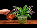Just 1 Cup No Orchid Soil Needed Orchids Grow New Roots and Bloom Like Crazy