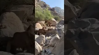 سفينة الصحراء تعانق الجبال الشامخه 