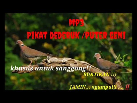 Download MP3 ⭕Mp3 pikat dederuk /puter geni , jamin langsung ngumpul.‼️#pikatputergeni#mp3pikat #pikatdederukjawa