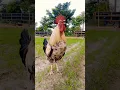 Download Lagu ayam suara kluruk jago berkokok #ayam #birds #rooster #aseel