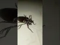 Download Lagu Shoking-Tooth-neekedLonghornbeetle#insect#shorts #short #beetle #bugs#largest #youtubeshorts#nature