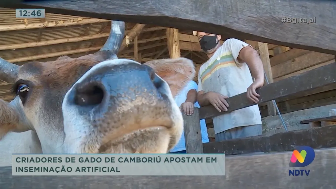 Criadores de gado de Camboriú apostam em inseminação artificial para aumentar rebanho