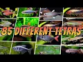 85 Best Tetra Fish Types Rare Common Aquarium Tetras