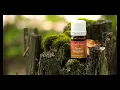 Lagu New Heights Essential Oil Video