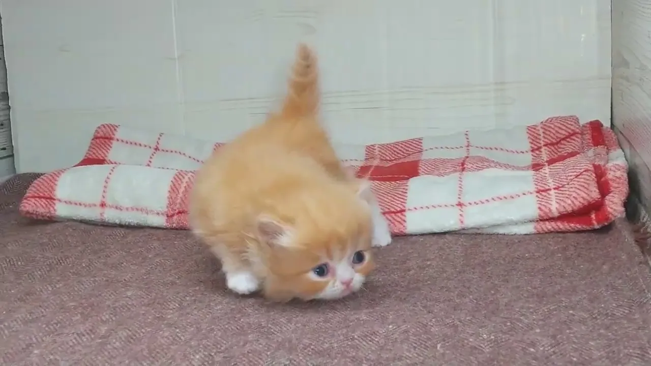 動画