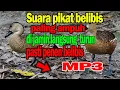 Suara pikat belibis poin banyak mp3