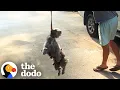 Download Lagu Shaggy Dog Can't Stop Screaming When He Gets Rescued | The Dodo