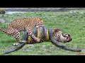 Download Lagu Top 10 Strongest Predators In The Wild - Prey VS Predator - Blondi Foks