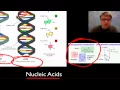 The Molecules of Life