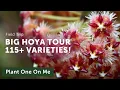 Download Lagu 115+ HOYA TOUR with Steve's Leaves — Ep. 296
