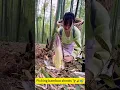 Download Lagu Picking bamboo shoots 🌱🥢🧺