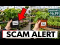 7 Houseplants Garden Centers Are SCAMMING You On