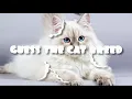 Cat Breeds Quiz