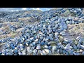 Coastal Foraging - Mussels Clams Crab and Lobster