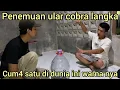 Download Lagu DI LUAR NAL4R WARGA BERHASIL MENANGK4P ULAR COBRA LANGKA,PERTAMA DI DUNIA WARNA SEPERTI INI